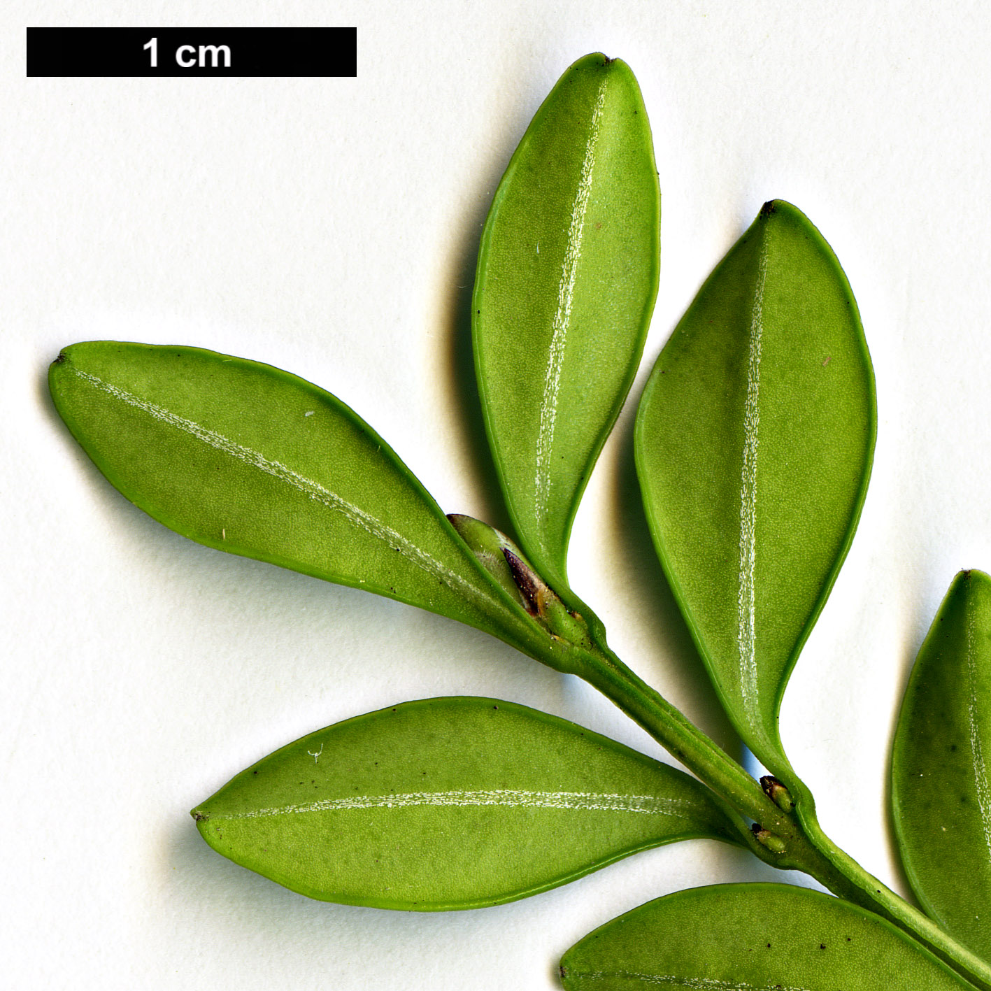 High resolution image: Family: Buxaceae - Genus: Buxus - Taxon: microphylla - SpeciesSub: var. riparia